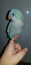 Blue Quaker parrot