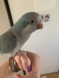 Blue Quaker Parrot for sale. Everything included.
