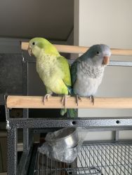 Quaker parrots