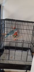 Quaker parrot for sale
