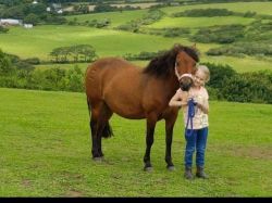 12.2hh Dartmoor Bay Mare looking for a new home