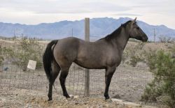 Beautiful Quater Horse ready for a good home