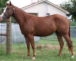 Quarter horse horse a loving and caring homes.