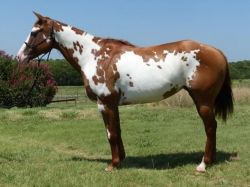 Quarter Horse For Sale