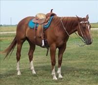 Healthy Quarters Horse Available