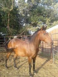 Stud Horse For Sale - $800 Usd