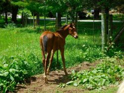 Reg palomino quarter horse