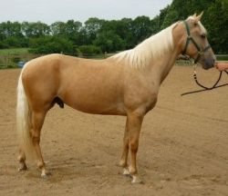 excellent palomino gelding horse for sale