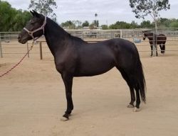 Luna- Black Quarter Horse Mare