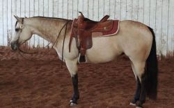 2012 AQHA/ABRA/IBHA Buckskin mare