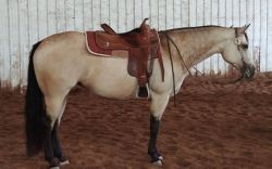 Lovely 2012 AQHA/ABRA/IBHA Buckskin mare