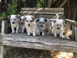 Queensland Heeler Puppies for Sale