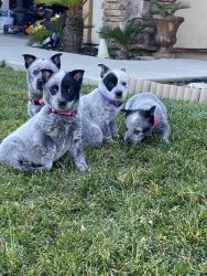 4 blue females Available
