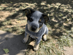 Purebred Male Blue Heeler Pups