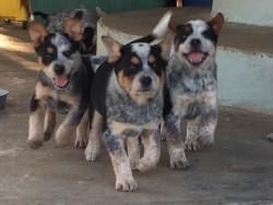 Queensland Heeler Puppies available