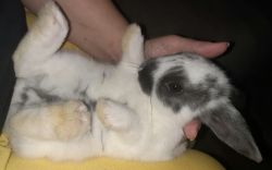 Free baby bunny