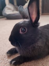 Need to find a new home for a bunny