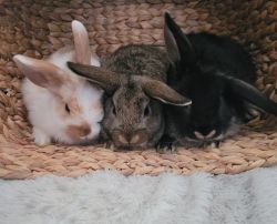 Available bunnies