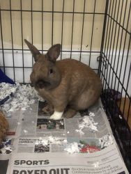 rabbit for adoption