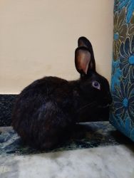 Rabbits for sale in Chennai