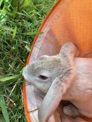 Rex bunnies for sale