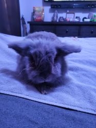 Male older bunny needs new home