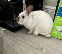 Selling bunny