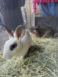 Two healthy rabbits for sale