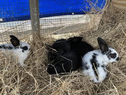 2 month old bunnies
