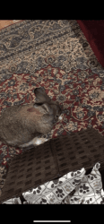 Rabbit needs a home
