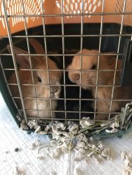 3 baby boy bunnies Free to good home