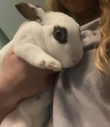 Rabbit for Sale in Concordia mo