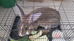 7 months old Rabbit for sale