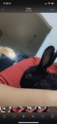 Selling bunny