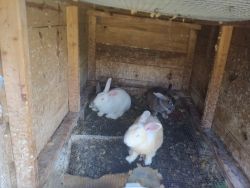14 Free Rabbits male and Female