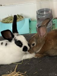 Rehoming bonded 8 month old Rex rabbits