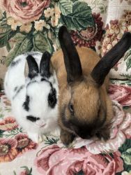 2 female Rabbits