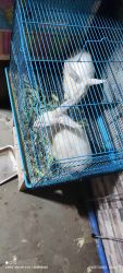 Rabbit Pair White colour with cage deal Bargainable