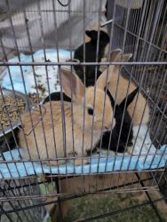 Rehoming baby bunnies