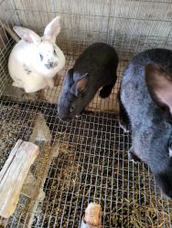 Rabbits for sell