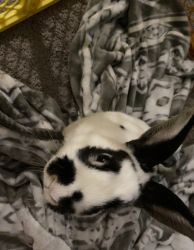 1 year old Rabbit (male)