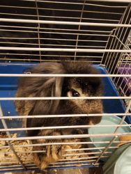 Free male and female rabbits