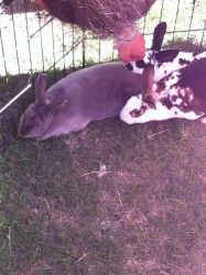 Selling 3 Bunnies ( must buy all three they are bonded)