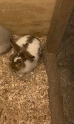 Rex bunny need rehoming