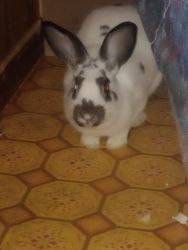 Mr bunny rabbit