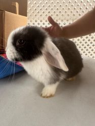Lopped ear bunnies for sale