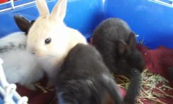 BABY BUNNIES FOR SALE