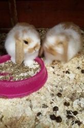 Rabbits Available Male and Female
