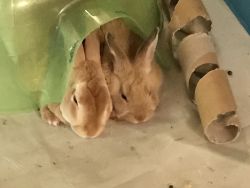 Need home for bunny