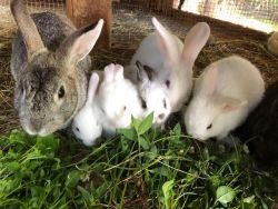 baby bunnies for sale